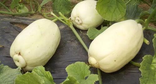 小苏吃瓜后续,揭秘娱乐圈背后的真相与反转  第1张